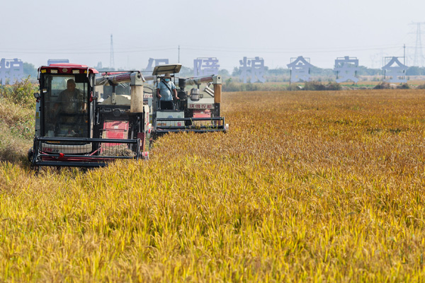 浙江湖州：高標準農田迎來秋季豐收